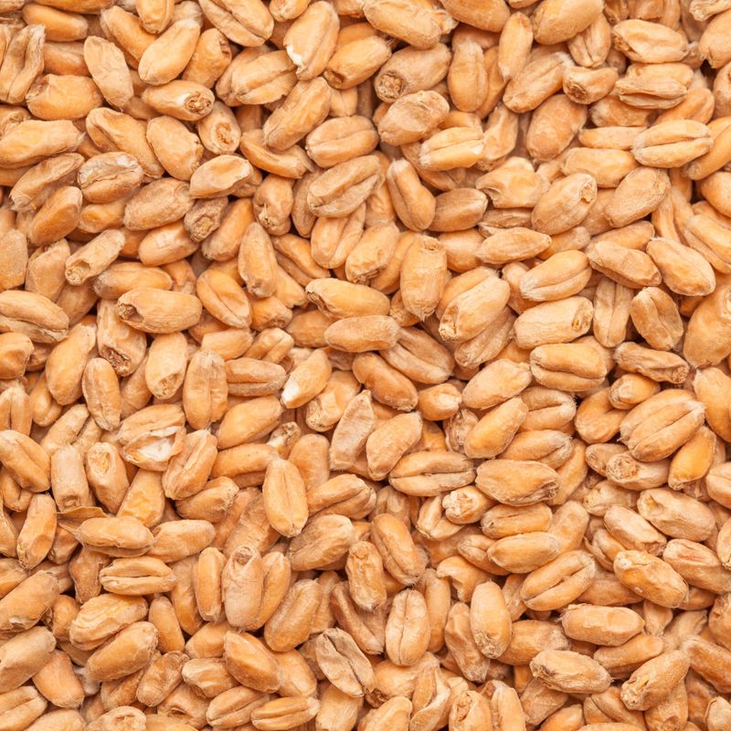 BEST Wheat Malt 3.5-6.0 EBC/ 1.8-2.7 Lovibond - BESTMALZ