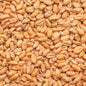 BEST Wheat Malt 3.5-6.0 EBC/ 1.8-2.7 Lovibond - BESTMALZ 