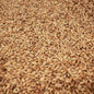 Château Melano Light Malt 36-44 EBC/ 14.1-17.1 Lovibond - Castle Malting 