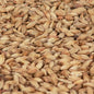 Château Biscuit Malt 45-55 EBC/ 17.4-21.2 Lovibond - Castle Malting 