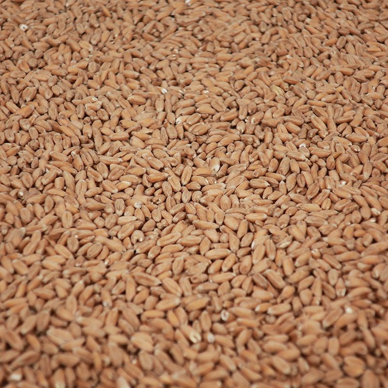 Château Spelt Malt 3-7 EBC/ 1.7-3.2 Lovibond - Castle Malting