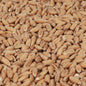 Château Spelled Malt 3-7 EBC/ 1.7-3.2 Lovibond - Castle Malting 