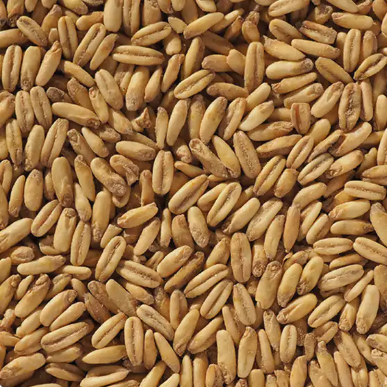 Naked Oat / Havre Malt 2.2.-7.8 EBC - Crisp Malting Group