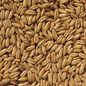 Naked Oat / Havre Malt 2.2.-7.8 EBC - Crisp Malting Group